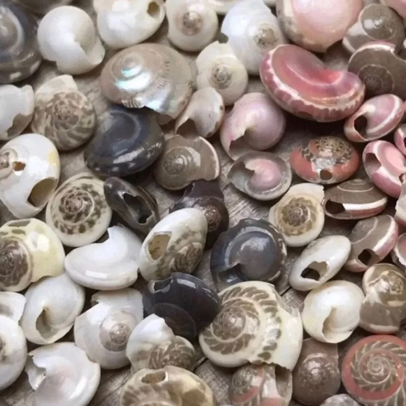 100+ Pcs Real Button TOP Seashells Beads Mixed Lot Jewelry Making DIY Shells - Picture 4 of 12